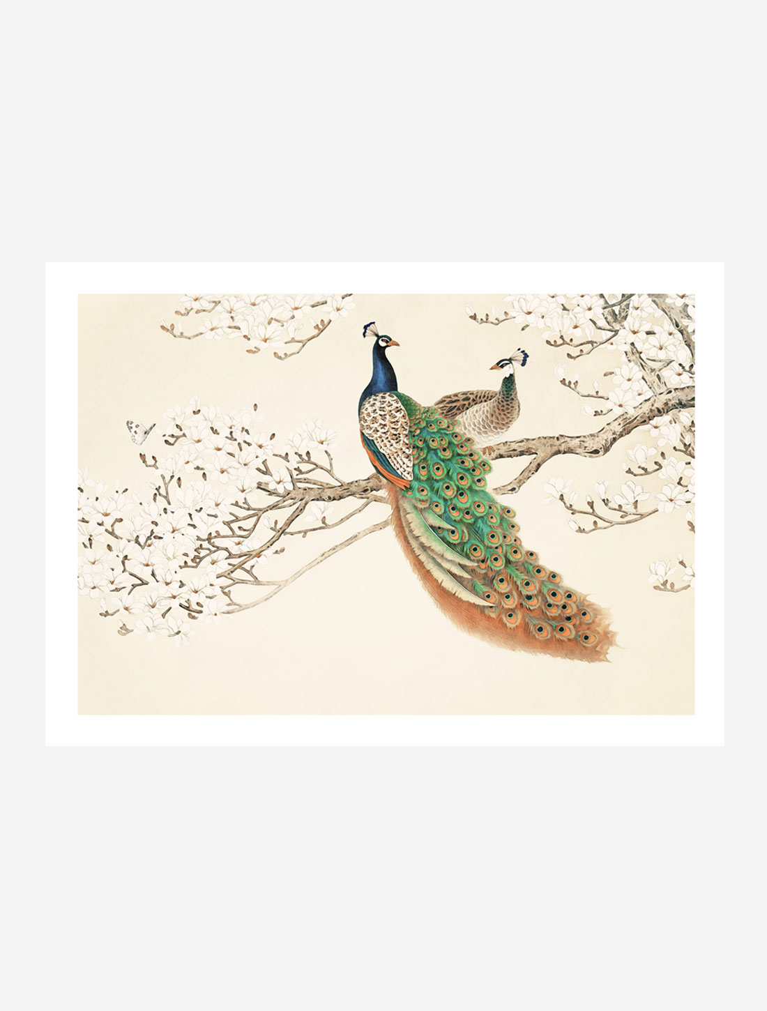Peacock (2.–sortering)